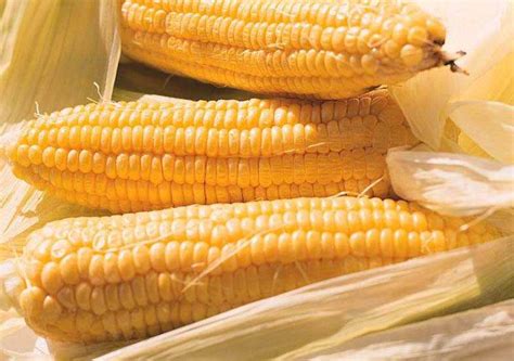 黄玉米和白玉米，哪个营养价值高？_综合知识_食品常识_食品科技网