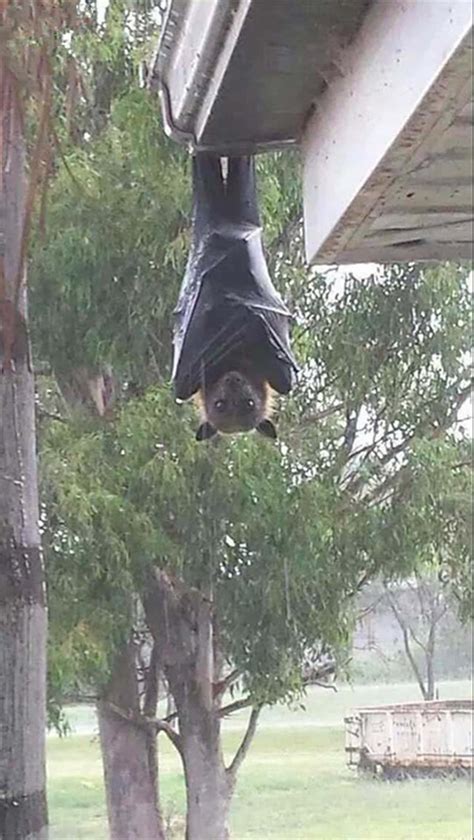 女子饲养巨型蝙蝠，它的翼展开至少有4米长和有尖锐的獠牙