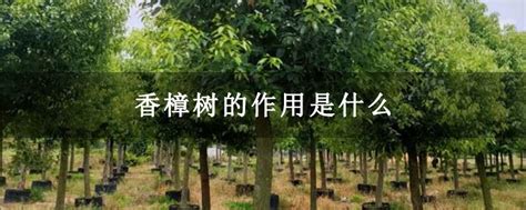 香樟树的作用，分别介绍经济、园林和药用价值-农百科