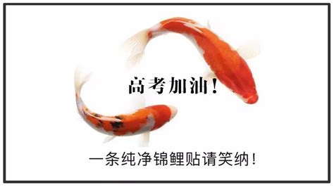 好运气表情图片