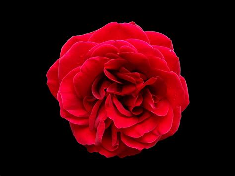 Images Gratuites : fleur, pétale, rouge, rose, pivoine, Floribunda ...