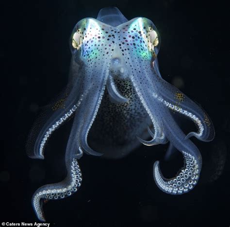 摄影师潜水拍摄奇怪的海洋生物 宛如外星生物