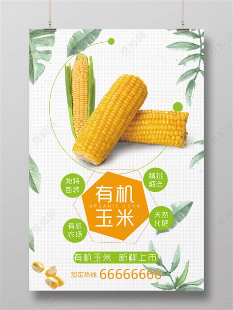 小清新健康有机玉米上市宣传模版海报图片下载 - 觅知网