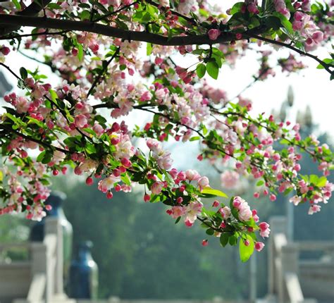 海棠花开正当时 - 中国公园