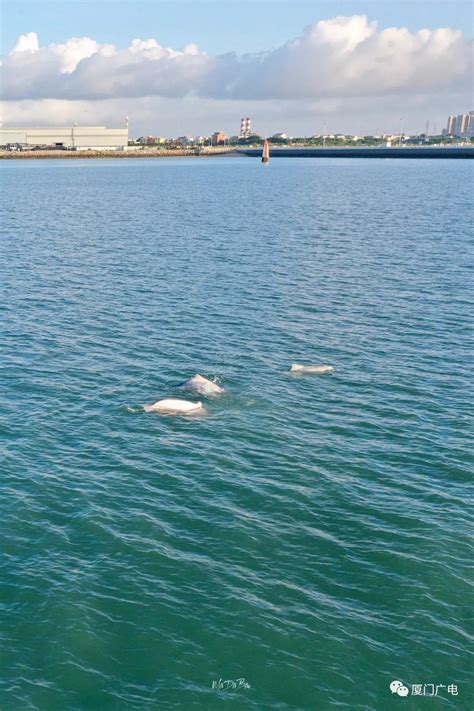 太罕见！厦门海域惊现白海豚组团出游 超震撼！ |厦门房地产联合网(xmhouse.com)