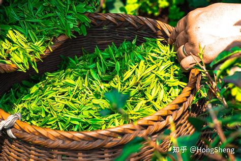 茶叶产品展示图,100种茶叶图片,茶叶图片欣赏_大山谷图库
