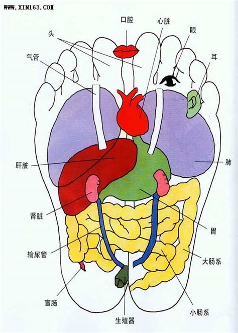人体内脏结构图