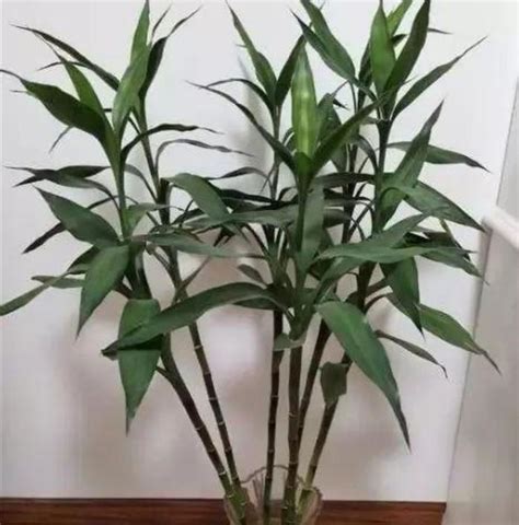 在室内用盆栽养护土培富贵竹的技巧，怎么防止黄叶？