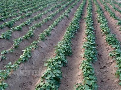 红薯种植方法及施肥 —【发财农业网】