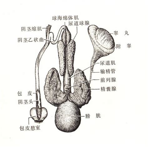 雄性生殖器官
