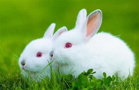 1963年属兔的是什么命,1963年出生的到49岁是哪年？_2345实用查询