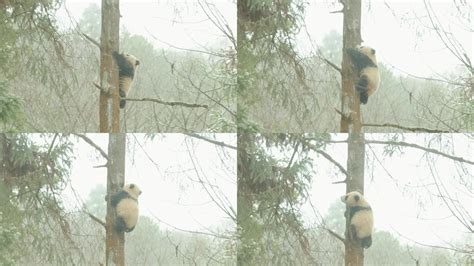熊猫爬树视频素材_1920X1080_高清视频素材下载(编号:24222190)_实拍视频_光厂(VJ师网) www.vjshi.com