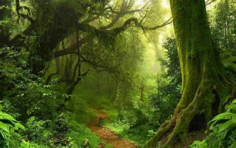 科学网—回忆亚马孙热带雨林考察（之一）：亚马孙热带雨林的召唤 - 高登义的博文