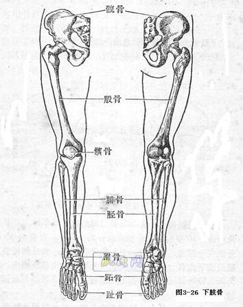 绘画教程：腿部骨骼的组成-普画网