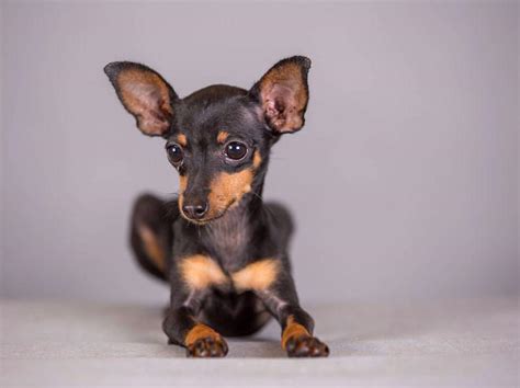 鹿犬狗狗图片