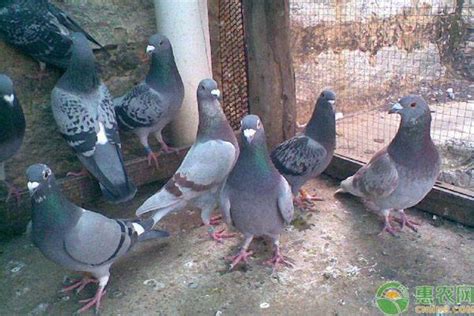 肉鸽养殖找对方法并不难_种鸽-肉鸽-天成鸽业养殖基地