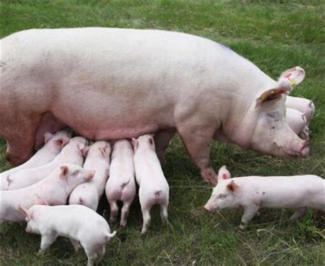 如何收集母猪初乳？ - 猪繁育管理/养猪技术 - 中国养猪网-中国养猪行业门户网站