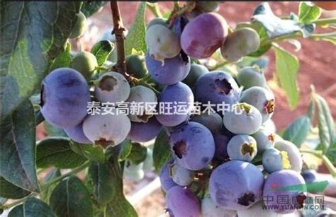 组培H5蓝莓树苗基地 营养杯L25蓝莓苗价格 南高丛法新蓝莓苗批发-阿里巴巴