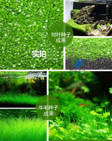 爱情草图片
