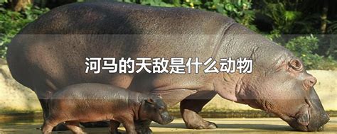 犀牛vs河马,犀牛和大象,大象vs老虎(第6页)_大山谷图库