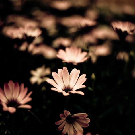 黑暗中的花朵图片-在黑暗中绽放的花朵素材-高清图片-摄影照片-寻图免费打包下载