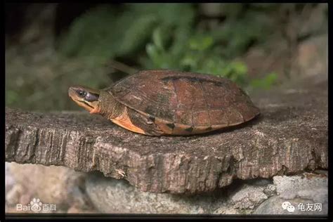 乌龟冬眠阶段怎么养 - 早若网