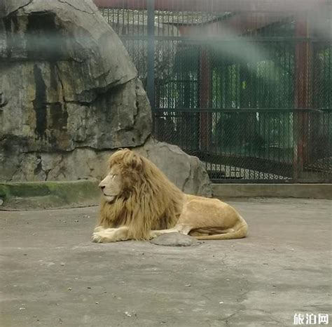 2022杭州野生动物园门票多少一张 附游玩攻略及营业时间_旅泊网