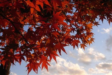 秋季关于欣赏枫叶的心情说说 描写秋季枫叶优美的句子-说说控