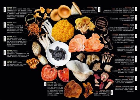 菜市场常见蘑菇图鉴 | 中国国家地理网