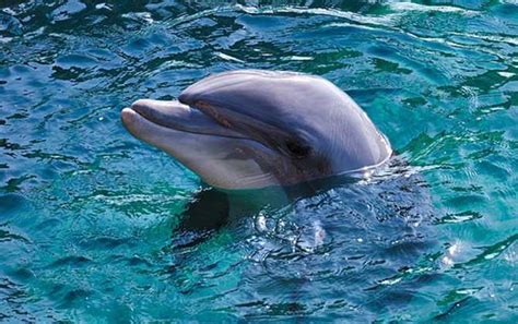 海豚动物摄影高清图片 - 爱图网