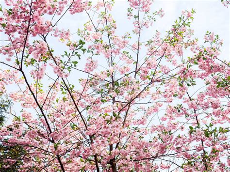 樱桃树枝上的小簇樱桃花高清图片下载-正版图片506035498-摄图网