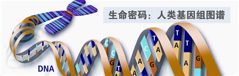 生命解码: 人类基因组图谱-专题-生物探索