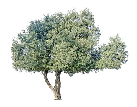 橄榄树摄影图片-橄榄树摄影作品-千库网