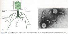 Nature综述：噬菌体的百年研究-CSDN博客