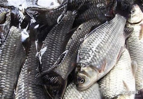 本养殖场出售翘嘴白鱼，规格1-3斤 浙江湖州-食品商务网