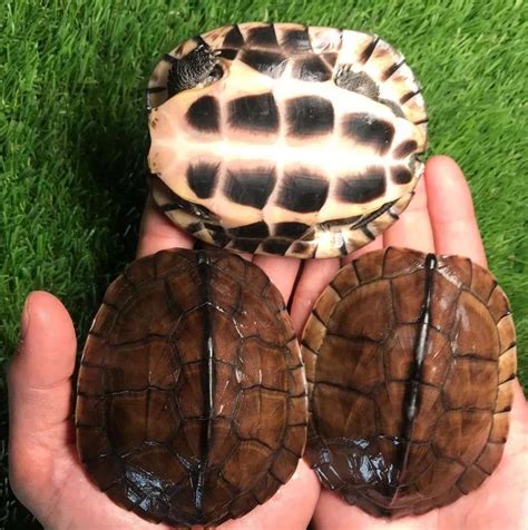 亚巨乌龟陆地巨型吃菜龟活体宠物小乌龟特大下蛋龟生蛋龟乌龟蛋-淘宝网