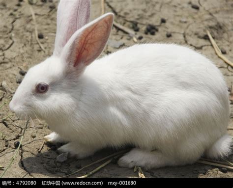 小白兔有趣的特点 - 知百科