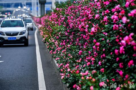 一脚踏进花海 60公里月季花路穿越武汉-国际在线