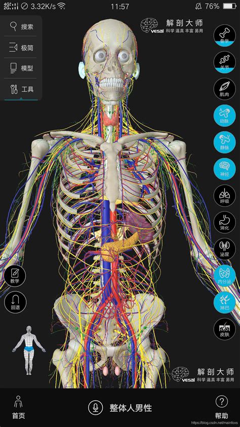 高清3D人体解剖图谱-CSDN博客