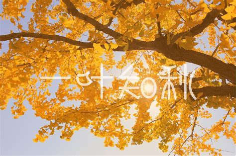 黄色二十四节气立秋一叶知秋你好秋天秋季海报图片下载 - 觅知网