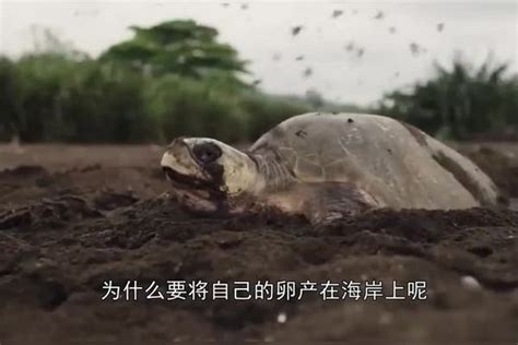 海龟为什么要活埋自己？它们为什么会自杀 - 360娱乐，你开心就好