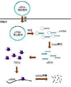 古DNA捕获新技术与中国南方早期人群遗传研究新格局