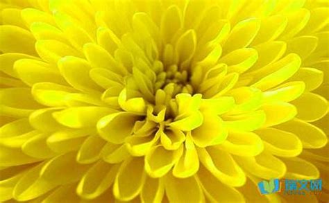 黄菊花的花语，各种颜色菊花的花语 - 花百科