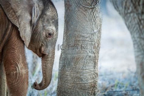 小象在妈妈的两腿之间休息。高清摄影大图-千库网