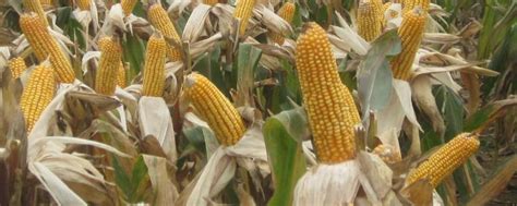 HN559玉米品种的特性，适宜播期4月下旬至5月上旬 - 农宝通
