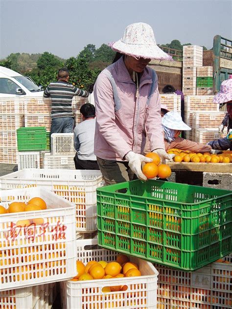 唐山滦南：特色水果种植带动“采摘热凤凰网河北_凤凰网