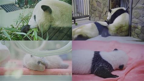 2019国际熊猫日活动及大熊猫保护与生态文明建设暨纪念大熊猫科学发现150周年学术论坛成功举办----中国科学院成都生物研究所