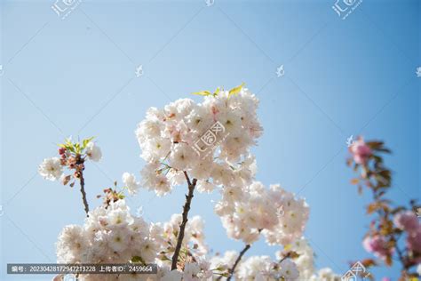 盛开的白色松月樱花,花卉,植物花草,摄影素材,汇图网www.huitu.com