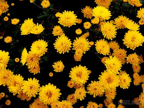 花秋图片