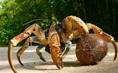 椰子蟹能吃吗（澳洲横行霸道，吃界鲜有问津） - 主妇去哪儿